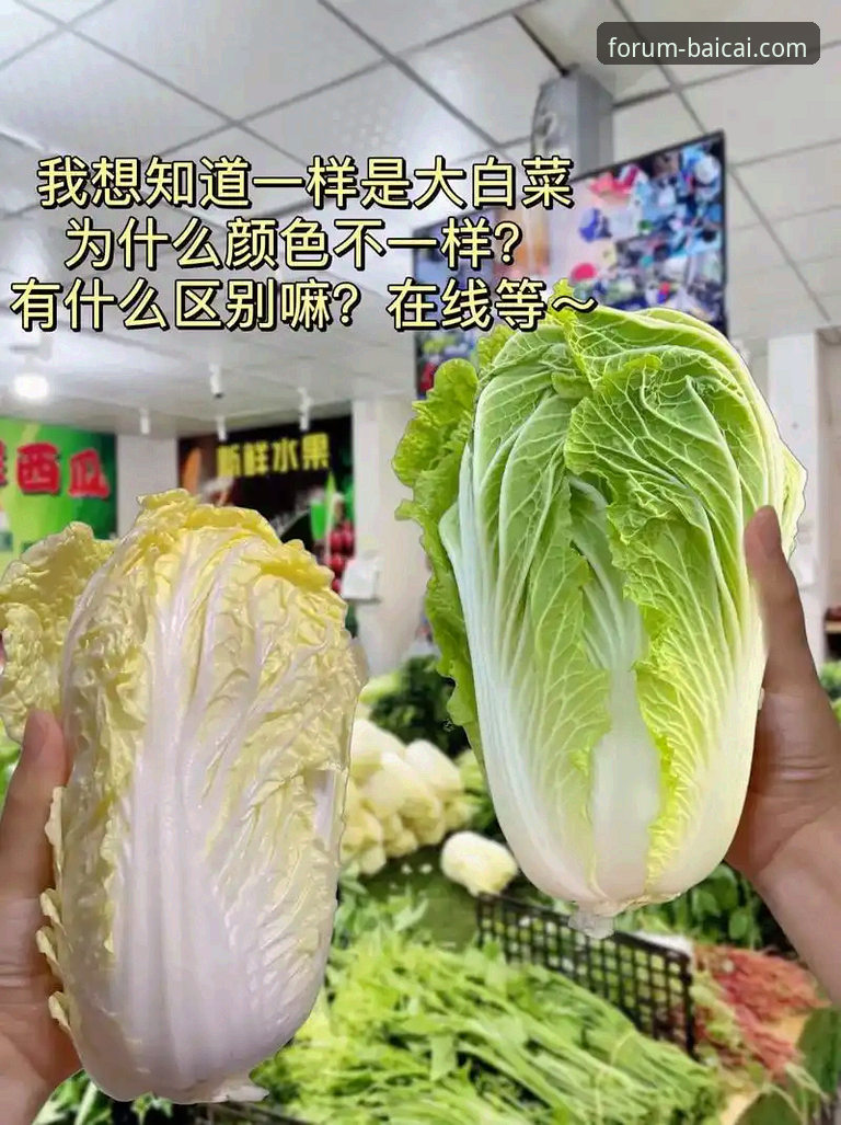 资深用户分享：冠军白菜网官方网站下载不了怎么办？五大实战经验全解析